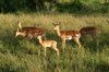 Africa - Tanzania - Antelopes in Serengeti National Park - photo by A.Ferrari