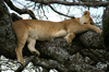 Africa - Tanzania - Lion sleeping in a tree, Serengeti National Park - photo by A.Ferrari