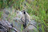 Africa - Tanzania - Vervet Monkey on a rock, Chlorocebus pygerythrus - in Serengeti National Park - photo by A.Ferrari