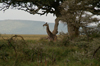 Africa - Tanzania - Giraffe in Serengeti National Park - photo by A.Ferrari