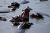 Africa - Tanzania - Hippopotamus showing its teeth - hippos, Serengeti National Park - photo by A.Ferrari