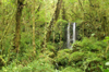 32 Tanzania - Kilimanjaro NP: Marangu Route - day 1 - waterfall, in the rainforest - photo by A.Ferrari