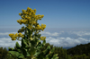 41 Tanzania - Kilimanjaro NP: Marangu Route - day 2 - a colourful flower in the moorlands - photo by A.Ferrari