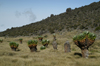 47 Tanzania - Kilimanjaro NP: Marangu Route - day 3 - a field of giant groundsels, on the way to Zebra Rocks - photo by A.Ferrari