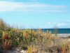 Tasmania - Coastal grasses on Tasmania's northern beaches (photo by Fiona Hoskin)