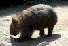 Tasmania - Australia - Baby wombat - Vombatus ursinus (photo by Fiona Hoskin)