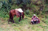 East Timor - Timor Leste: a cowboy rests (photo by Mrio Tom)