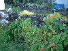 Tristan da Cunha: flowers on a stone wall (photo by Captain Peter)