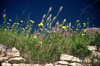 Tunisia - Dougga: flowers on old stones (photo by J.Kaman)