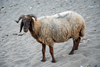 Hasankeyf / Heskif, Batman Province, Southeastern Anatolia, Turkey: a ram on the beach along the Tigris river - photo by W.Allgwer