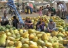 Turkmenistan - Ashghabat / Ashgabat / Ashkhabad / Ahal / ASB: melons - the national fruit - market (photo by Karamyanc)