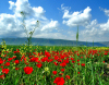 Turkmenistan - Kopet Dag mountain range: spring - field of poppies - nature - wild flowers - photo by G.Karamyanc