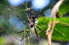 Entebbe, Wakiso District, Uganda: female Golden silk orb-weaver spider in its web (Nephila), known locally as dragon spider - Entebbe botanical gardens, Manyago area - photo by M.Torres