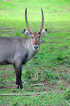 Entebbe, Wakiso District, Uganda: male waterbuck staring - large horned antelope (Kobus ellipsiprymnus) - photo by M.Torres