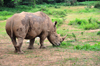 Entebbe, Wakiso District, Uganda: northern white rhinoceros grazing (Ceratotherium simum cottoni) - photo by M.Torres