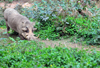 Entebbe, Wakiso District, Uganda: common warthog (Phacochoerus africanus) - photo by M.Torres