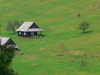 Transcarpathia / Zakarpattya, Ukraine: countryside around Jablonica - green slope with rural houses - photo by J.Kaman