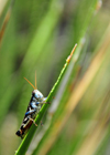 Living Desert State Park, New Mexico, USA: Chihuahuan desert - grasshopper on a sotol plant - Dasylirion leiophyllum - photo by M.Torres