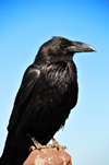 Bryce Canyon National Park, Utah, USA: Farview Point - a crow surveys the canyon - photo by M.Torres