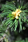 Bryce Canyon National Park, Utah, USA: Rainbow Point - fir tree - young cones - photo by M.Torres