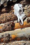 Virgin, Washington county, Utah, USA: Fort Zion Trading Post - cow skull on the fort's ramparts - photo by M.Torres