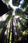 Redwoods (California) Redwood National Park / Redwoods: sequoia redwood trees - Unesco world heritage site - photo by F.Rigaud