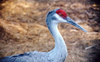 North Platte river, Nebraska, USA: Sandhill Crane - Grus canadensis - photo by G.Frysinger