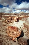 USA - Cocoa Mountains - Petrified Forest National Park (Arizona): petrified trees and sky - Photo by G.Friedman