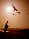 Malibu (California): beach - feeding the birds - Photo by G.Friedman