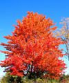 Echo lake (Maine / New England):tree - Autumn blaze (photo by Pamala Baldwin)