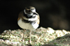 USA - Sonoran Desert (Arizona): Killdeer - Charadrius vociferus - fauna - bird - Photo by K.Osborn