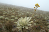 102 Venezuela - San Jos del Sur - a frailejon in the paramo de San Jose - photo by A. Ferrari