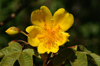 160 Venezuela - Apure - Los Llanos - yellow flowers - photo by A. Ferrari