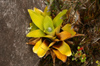 33 Venezuela - Bolivar - Canaima NP - Carnivore plant of Roraima III - photo by A. Ferrari