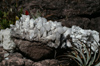 60 Venezuela - Bolivar - Canaima NP - Quartz Crystals at the top of Roraima - photo by A. Ferrari