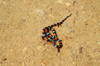 69 Venezuela - Bolivar - Canaima NP - Snake on the road to Paraitepui - photo by A. Ferrari