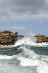 Los Testigos islands, Venezuela: large wave and Brown Boobies flying - Sula leucogaster - photo by E.Petitalot