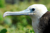 Los Testigos islands, Venezuela: head of frigatebird female - Fregata magnificens - photo by E.Petitalot