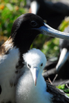 Los Testigos islands, Venezuela: female Frigatebird with chick on the nest - Fregata magnificens - photo by E.Petitalot