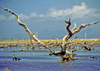 Venezuela - Isla de Margarita / Margarita Island - Nueva Esparta: dead tree - photo by A.Walkinshaw