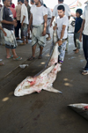 Al Hudaydah / Hodeida, Yemen: man with a large Shark at morning fish market - photo by J.Pemberton