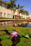 Victoria Falls, Matabeleland North province, Zimbabwe: Victoria Falls Hotel - waterlily pond - photo by R.Eime