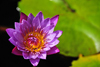 Victoria Falls, Matabeleland North, Zimbabwe: Victoria Falls Hotel - water lily floating flower - pond in the central court yard - Nymphaeaceae - photo by M.Torres