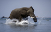 Zambezi River, Matabeleland North province, Zimbabwe: an African Elephant charges on the water as the photographers canoe gets too close for comfort - Loxodonta Africana - photo by C.Lovell