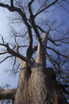 Lake Kariba, Mashonaland West province, Zimbabwe: the magnificent and unusual Baobab Tree seen from the base - Adansonia digitata - Lake Kariba Recreational Park - photo by C.Lovell